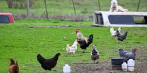 Understanding H5N9 Bird Flu: Origins, Transmission, and Global Implications!