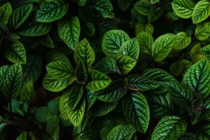 Peppermint