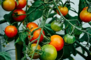Tomato leaf