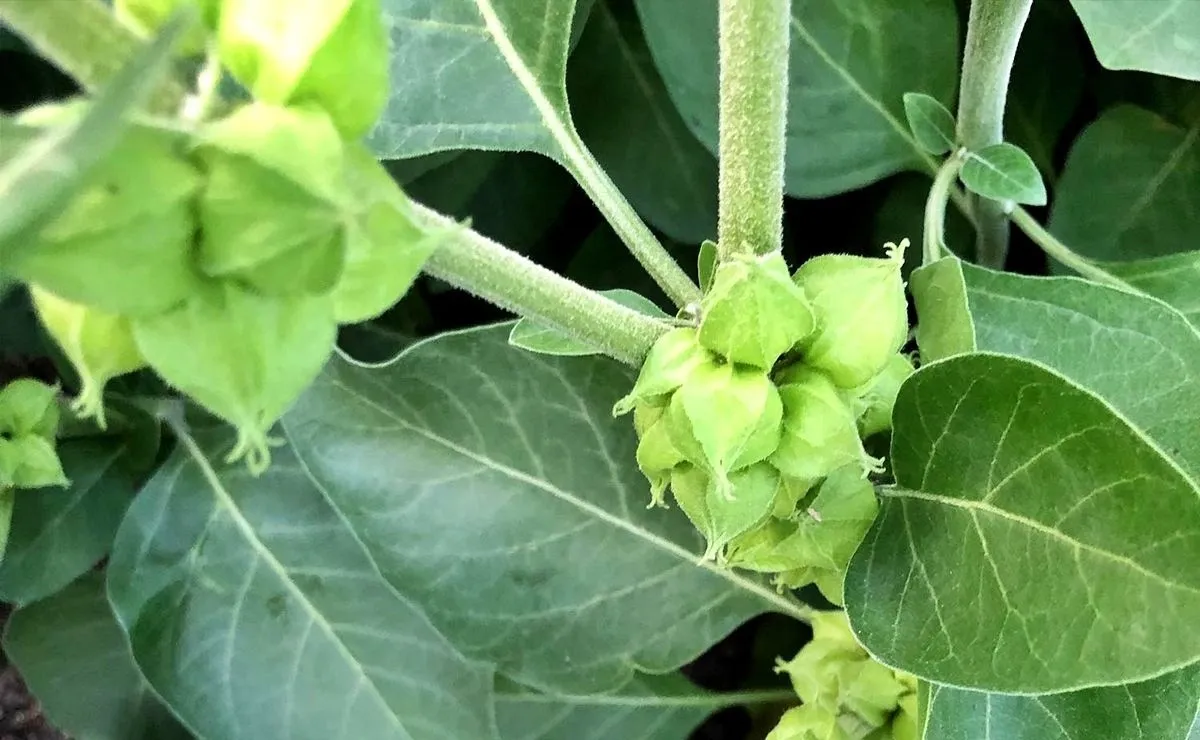 ashwagandha