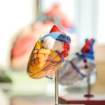 Heart Disease: Definition, Types, Signs, and How to Prevent It