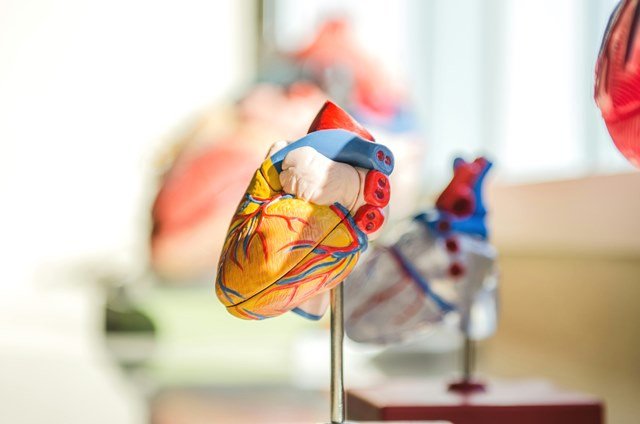 Heart Disease: Definition, Types, Signs, and How to Prevent It
