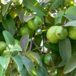 The Fruit That Regulates Blood Sugar And Helps Lower Blood Pressure