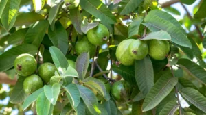 The Fruit That Regulates Blood Sugar And Helps Lower Blood Pressure