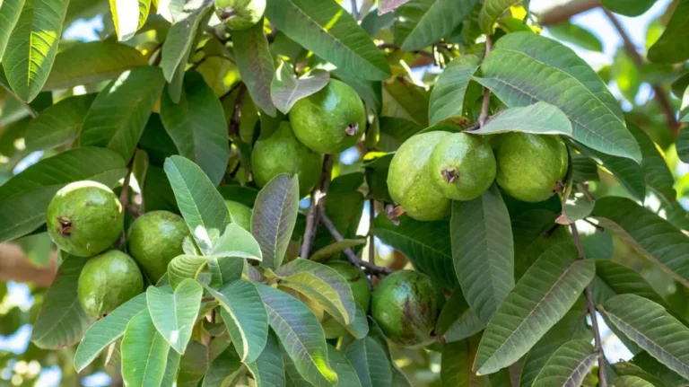The Fruit That Regulates Blood Sugar And Helps Lower Blood Pressure
