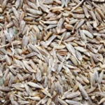 The Plant That Boosts Immune System, Improves Digestion And Helps You Sleep Like A Baby