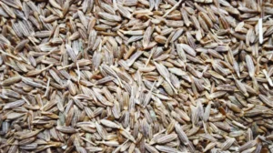 The Plant That Boosts Immune System, Improves Digestion And Helps You Sleep Like A Baby