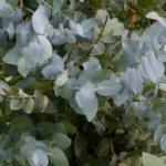 The Herb That Helps Relieve Muscle And Joint Pain