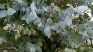 The Herb That Helps Relieve Muscle And Joint Pain