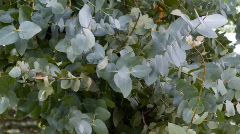 The Herb That Helps Relieve Muscle And Joint Pain