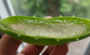 Aloe vera