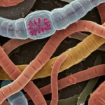 Itching Could Be A Sign Of Parasites: They Warn About The Risk Of Cysticercosis And Its More Severe Form.