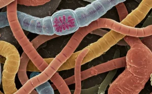 parasites