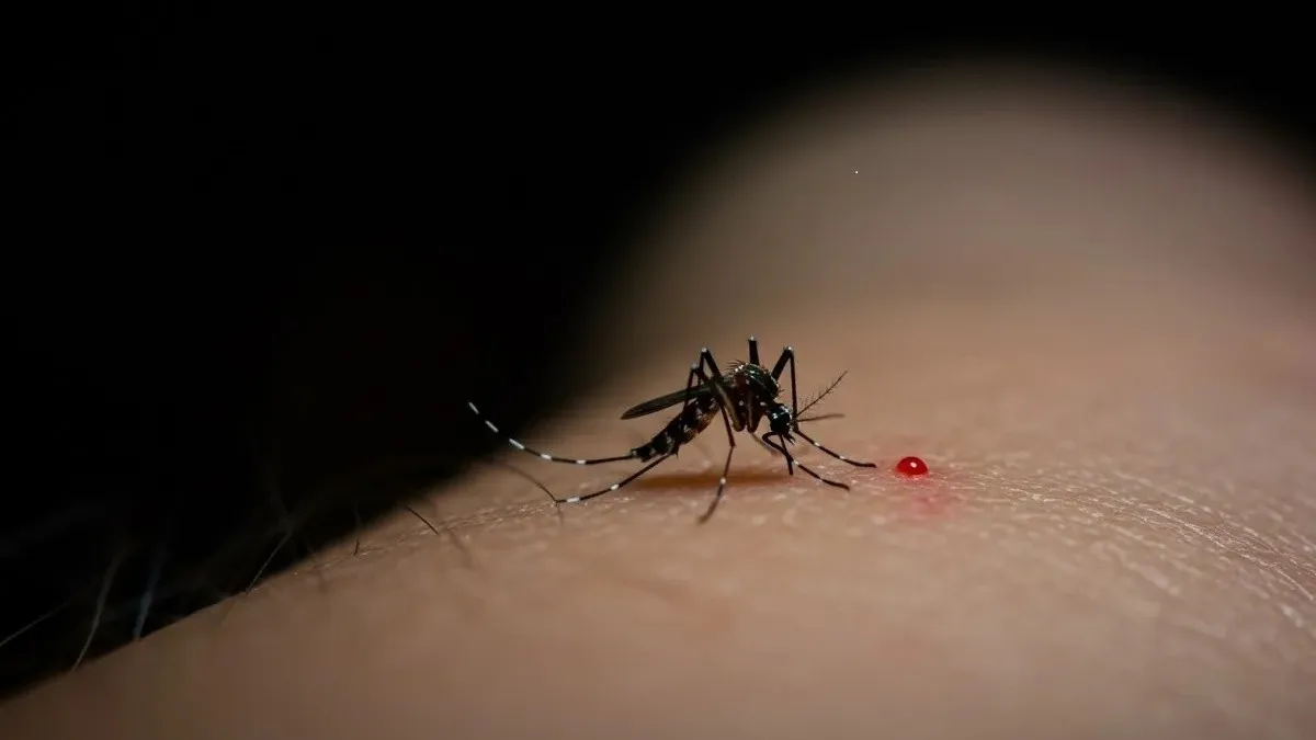 Dengue