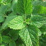 10 Benefits Of Nettle For The Skin