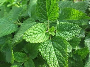 nettle