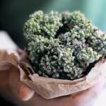 Discover The Benefits Of Oregano Oil