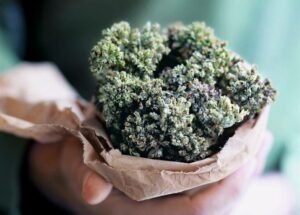 Discover The Benefits Of Oregano Oil