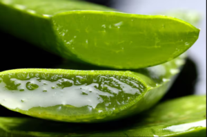 Five Health Uses Of Aloe Vera