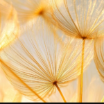 Dandelion Improves Liver Function