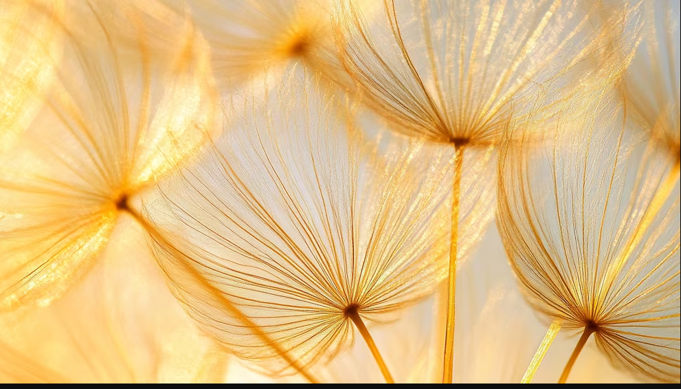 Dandelion