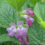 Cleanse A Fatty Liver Easily And Quickly With Lemon Balm