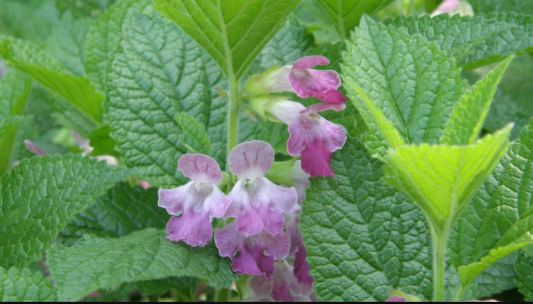 Cleanse A Fatty Liver Easily And Quickly With Lemon Balm