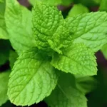 Strengthen Your Hair With Peppermint Essential Oil