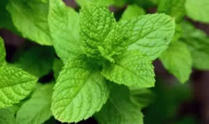 Strengthen Your Hair With Peppermint Essential Oil